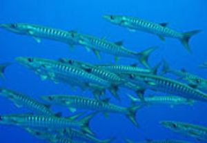 Cuda at Blue Corner -Palau by M. Dalsaso 